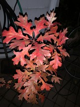 Exact plant Northern American Red Oak Quercus Rubra 3-4 year old - $65.00