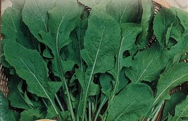 SEED-Arugula (Eruca vesicaria) – Fast-Growing, Peppery Greens for Cool-S... - €2,78 EUR+