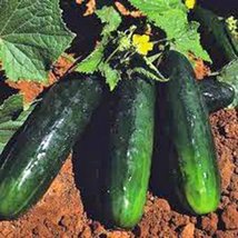 Cucumber, Straight Eight, Heirloom, Organic 100 Seeds, Great for Salads/Snack - £3.04 GBP