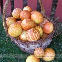 Tigger Tiger Miniature Personal Melon Cucumis Melo Seeds Pack E3344 Garden USA S - £5.88 GBP