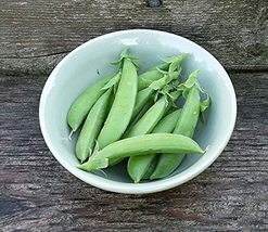Pea Seed, Sugar Snap Pea, Heirloom, Non GMO, 50 Seeds, Perfect Peas, Country Cre - £1.58 GBP