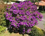 4&quot; Pot Variegated Purple Princess Glory Plant - $48.60