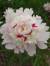 Qiyu Series Light Pink Peony Seeds With Fragrant Milk Yellow And Purple Inner St - $7.31