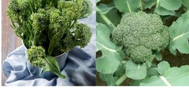 5000 Broccoli Seeds Waltham 29 Seeds Plant Seeds Free Shipping - £27.08 GBP