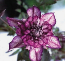 25 Pc Seeds Double Dark Purple Clematis Flower, Clematis Seeds for Planting | RK - £12.61 GBP