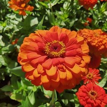 100 Seeds Oriole Zinnia Fresh Seeds - $8.99