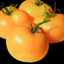 JGBOS Sell 50 Azoychka Tomato Seeds Nongmo Indeterminate Heirloom - £7.09 GBP