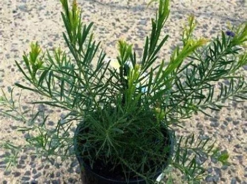 Acacia boormanii,  ( Snowy River Wattle ), 20 seeds - $10.31