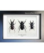 Real Beetles Lucanidae Premium Collection Set Framed Entomology Shadowbox - $98.99