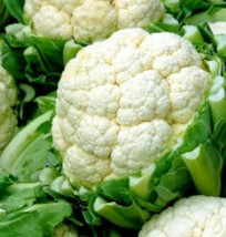 Cauliflower Seeds 300 Snowball Y Improved Vegetables Culinary From US - $7.00