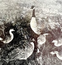 Wild Geese With Babies Crane Lake Saskatchewan 1936 Bird Print Nature DWU13 - £15.78 GBP