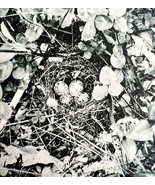Spotted Sandpiper Nest Birds 1902 Photogravure Antique Photo Print DWV4 - $29.99