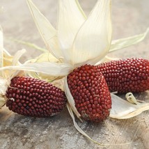 Strawberry Popcorn Organic Seeds Fresh Seeds From US - $9.98