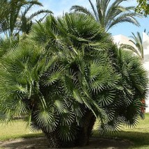 Mediterranean Fan Palm Seeds Chamaerops Humilis 5 Seeds - $279.85 MXN