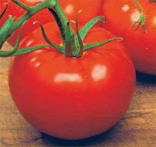 100 SEEDS ACE 55 VF TOMATO QUICK PLANT HEIRLOOM SEEDS FASTER BEAUTY - £6.46 GBP