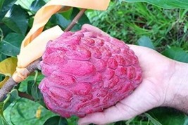 SEPTH Annona Reticulata | Custard Apple | Wild Sweetsop | Bullocks Heart | 5_See - $24.00