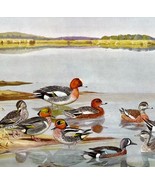 Widgeon And Teal Ducks 1955 Plate Print Birds Of America Nature Art DWEE31 - $35.14 CAD
