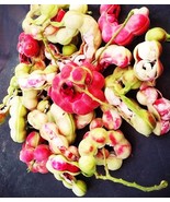 Manila tamarind Pithecellobium dulce Fabaceae 100 Seeds ThailandMrk - $41.32 CAD
