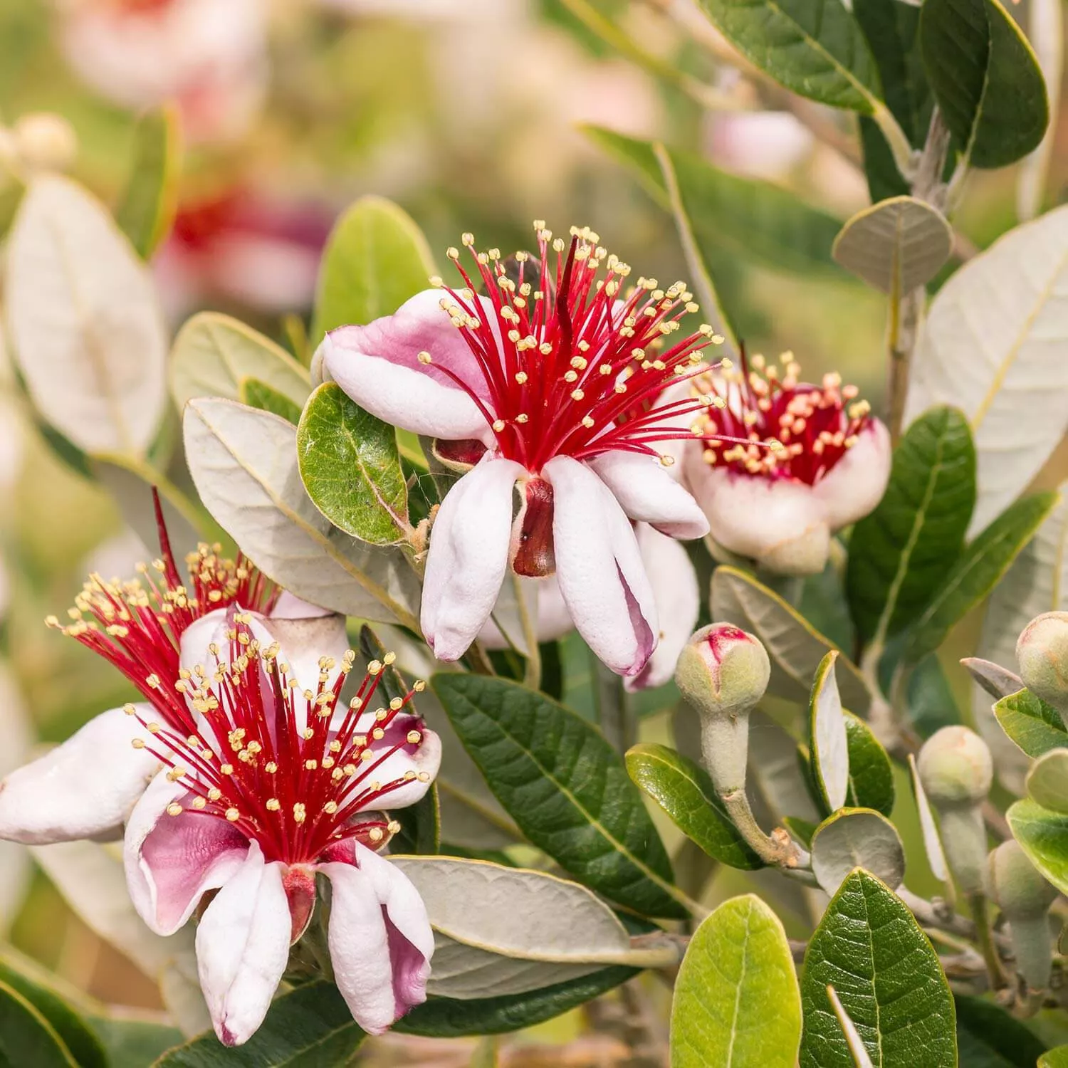 50 Seeds Pineapple Guava Seeds for Garden Planting US Seller - £6.79 GBP