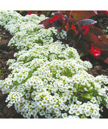 100  HEIRLOOM ALYSSM CARPET OF SNOW SEEDS - $1.89