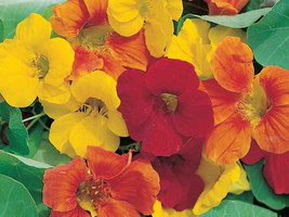 50 HEIRLOOM Nasturtium ( Tropaeolum majus ) Edible plant Seed - £3.73 GBP