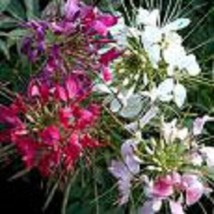 LWSTORE Giant Queen Mix Cleome Spider Flower Seeds Perennial USPS Shipping - $8.78