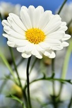 800 Daisy Creeping Dwarf 8&quot; Tall Flower Seeds - £6.28 GBP