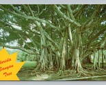 Banyan Tree Ringling Museum Sarasota Florida FL UNP Chrome Postcard P5 - £2.79 GBP