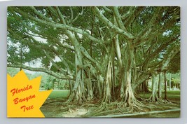 Banyan Tree Ringling Museum Sarasota Florida FL UNP Chrome Postcard P5 - £2.79 GBP