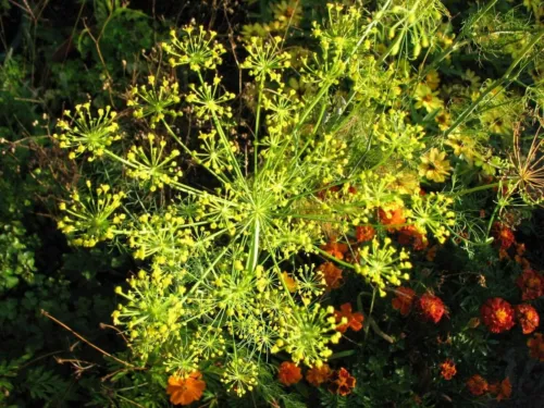 Fresh Anethum Graveolens Dill 500 Seeds Ship From Usa - £12.57 GBP