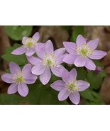Bare Root Live Garden Plant Rue Anemone Thalictrum Thalictroides Perennial  - £34.44 GBP