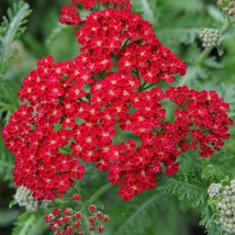 Red Yarrow Seeds, Rubra, Easy Grow Perennial, Herb, Butterflies, FREE SHIPPING - £1.30 GBP+