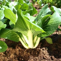 Seeds Fresh Large White Stem Bok Choy Asian Chinese Pak Choi Cabbage - £8.10 GBP