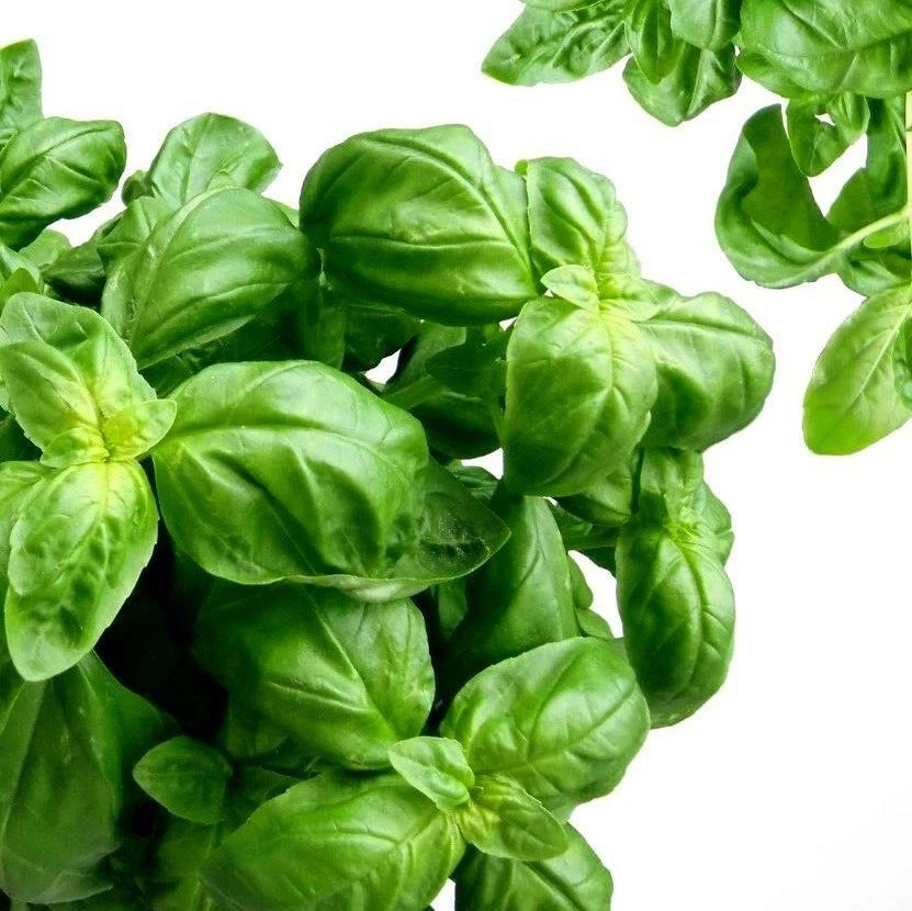 Genovese Basil Herb Seeds      bin13C - $8.34