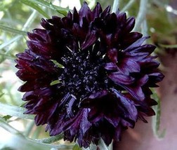 50 Black Bachelor&#39;s Button Seeds Annual Seed Flower Flowers Garden - £7.79 GBP