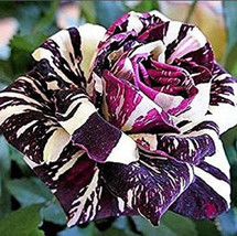VP Dark Dragon Rose Seeds / Black Rose Seeds / Rare Rose / 25Seeds - £9.07 GBP