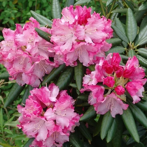Dandy Man Color Wheel Azalea Rhododendron Starter Plant 3 Colors 1 Plant... - £50.20 GBP