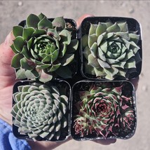 Sempervivum Bundle | Hens and Chicks Bundle | Bundle of 4 | 2in pot - $29.69