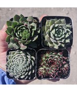 Sempervivum Bundle | Hens and Chicks Bundle | Bundle of 4 | 2in pot - $29.69