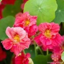Fresh 50 Jewel Cherry Rose Nasturtium Seeds for Garden - €6,88 EUR