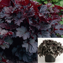 SEPTH Heuchera Micrantha Palace Purple 2Gallon Coral Bells Plant M Live Plant - $47.60