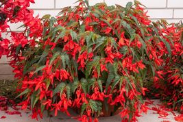 50 Seeds - Bonfire Begonia Red Flowering Hanging Basket Annual - £7.88 GBP