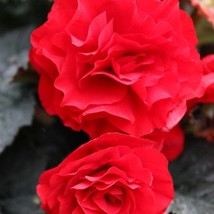 Begonia Seeds Limitless Red 15 Pelleted Seeds Trailing Begonia Fast Shipping - £13.46 GBP