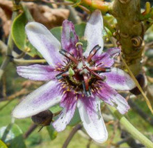 Free Shipping Passiflora Alnifolia 5 Seeds - £14.94 GBP