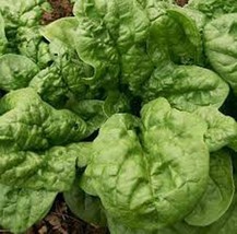 Spinach Bloomsdale Great Heirloom Vegetable 400 Seeds Fresh Gardening USA SELLER - £9.15 GBP