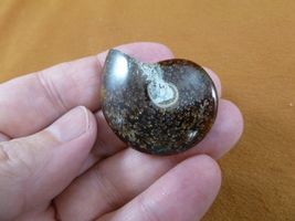 (F415-5) 1-1/2&quot; Ammonite fossil ammonites extinct marine molluscs shell ... - $216.26 MXN