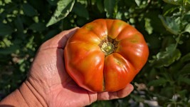 Bulgarian Old Sort Heirloom Tomato Seeds – Large, Meaty, 78 Days - $3.33+