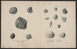 9533.Decoration Poster.Room Wall art.Home decor.Fossil.Book illustration.Science - £13.66 GBP+