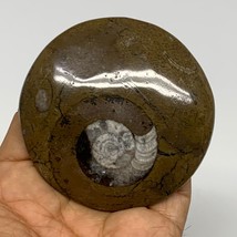 83.6g, 2.8&quot;x2.8&quot;x0.5&quot;, Goniatite (Button) Ammonite Polished Fossils, B30077 - £6.39 GBP
