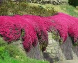 1000 Red Creeping Thyme Seeds Groundcover Non-Gmo Fresh Fast Shipping - $8.99